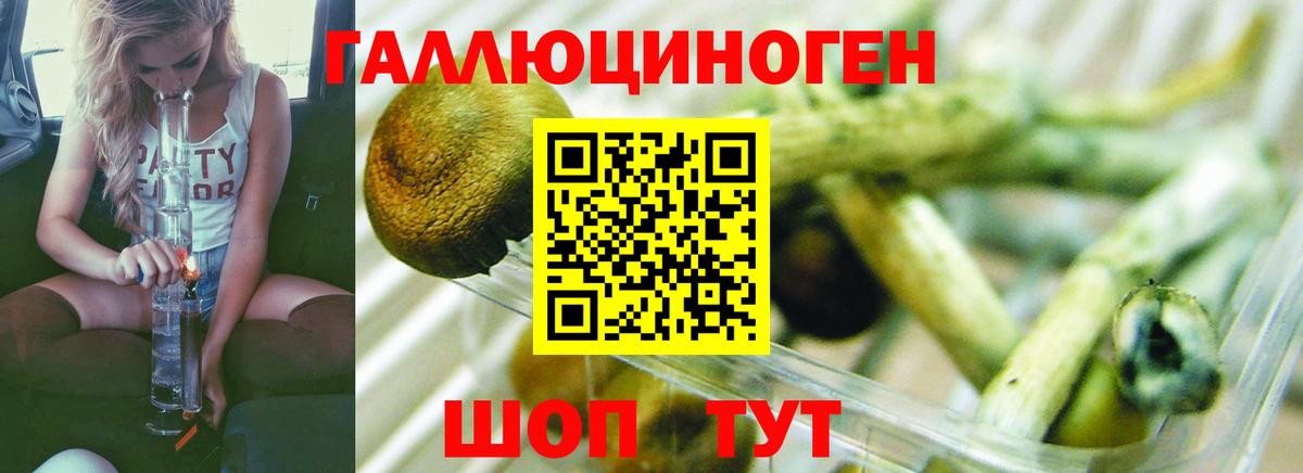 Псилоцибиновые грибы Cubensis Ноябрьск
